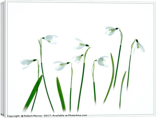 Snowdrops Canvas Print by Robert Murray