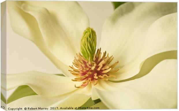 Magnolia Macro 2 Canvas Print by Robert Murray