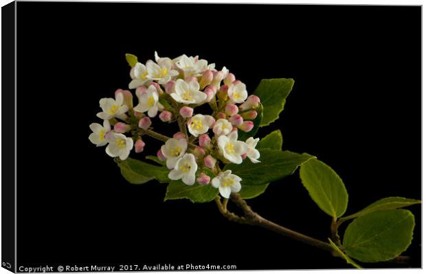 Viburnum Burkwoodii Blossom Canvas Print by Robert Murray