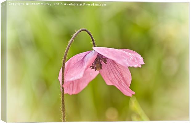 Meconopsis x cookei Canvas Print by Robert Murray