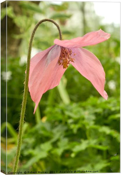 Meconopsis x cookei Canvas Print by Robert Murray