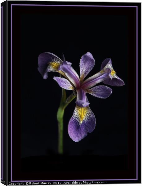 Iris laevigata Canvas Print by Robert Murray