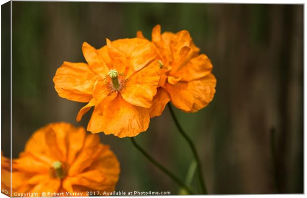 Welsh Poppies Canvas Print by Robert Murray
