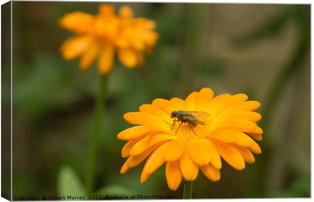 Fly Marigold Canvas Print by Robert Murray
