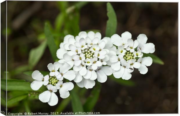 White candytuft Canvas Print by Robert Murray