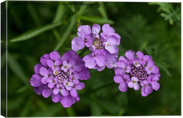 Candytuft Canvas Print by Robert Murray