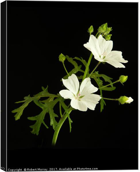 White Mallow  on Black 2 Canvas Print by Robert Murray
