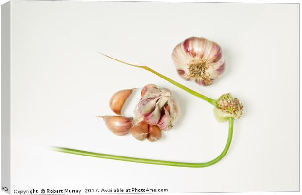 Garlic Canvas Print by Robert Murray