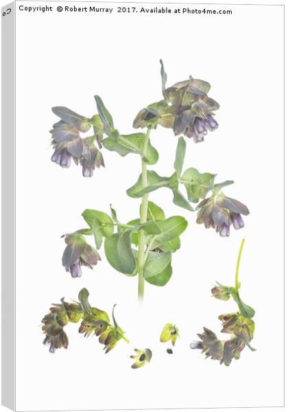 Cerinthe Canvas Print by Robert Murray