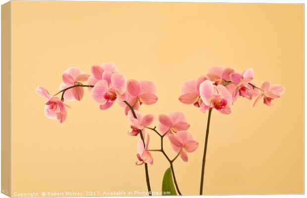 Orchids Canvas Print by Robert Murray