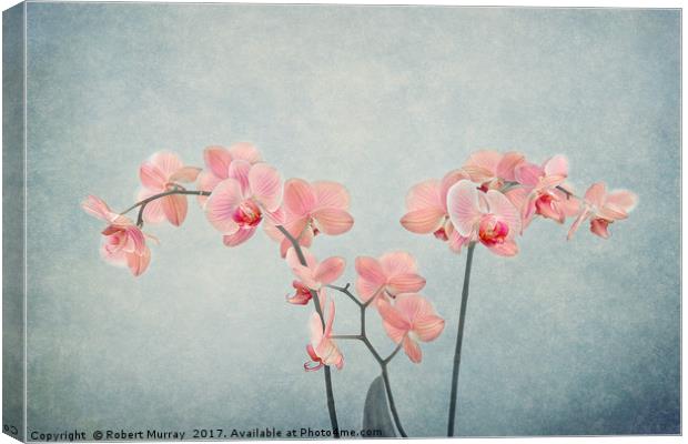 Moth Orchids Canvas Print by Robert Murray