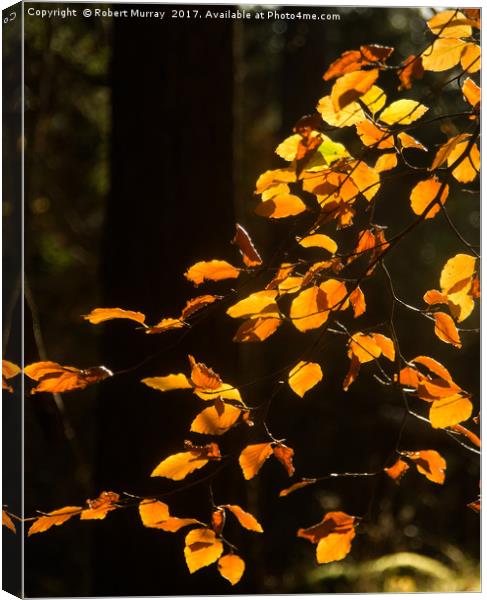 Golden Leaves of Autumn Canvas Print by Robert Murray