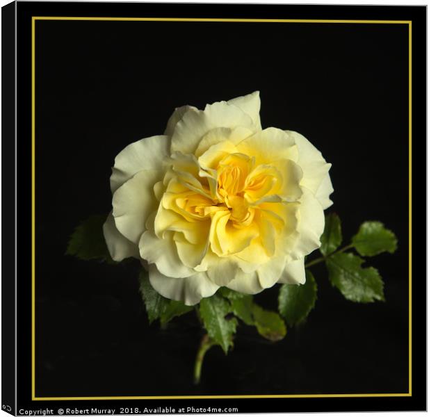 Yellow Rose Canvas Print by Robert Murray