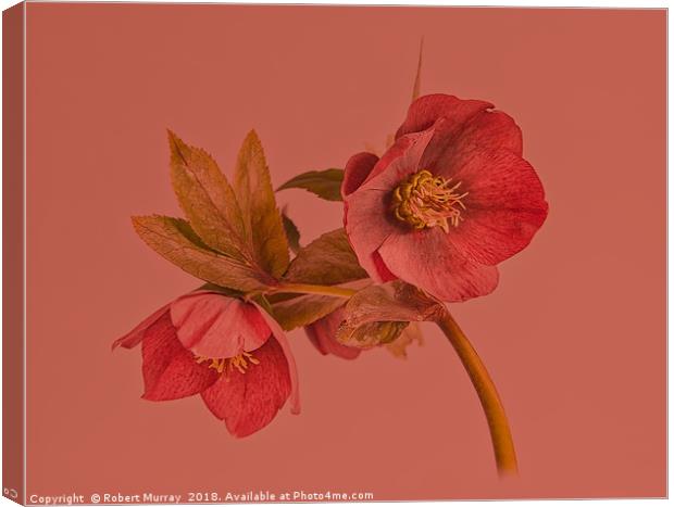 Hellebore on red Canvas Print by Robert Murray