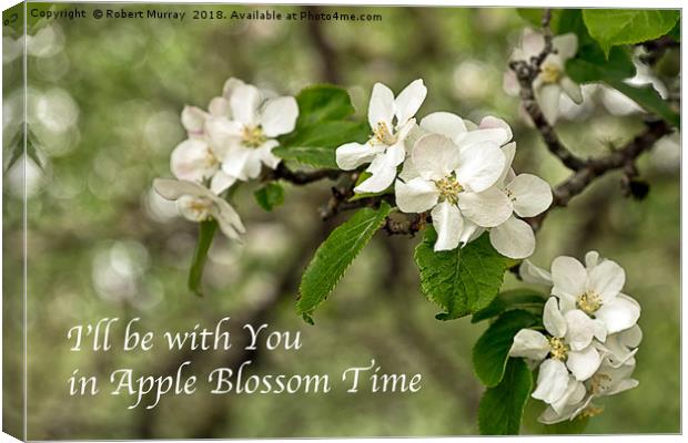 Apple Blossom Time Canvas Print by Robert Murray