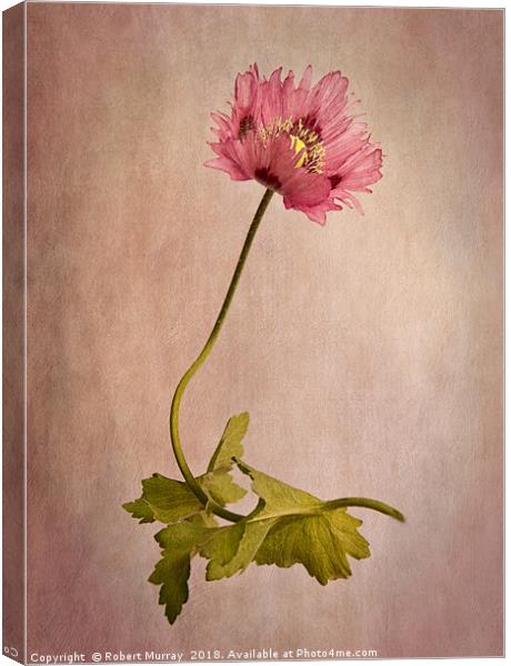 Frilly Poppy Canvas Print by Robert Murray