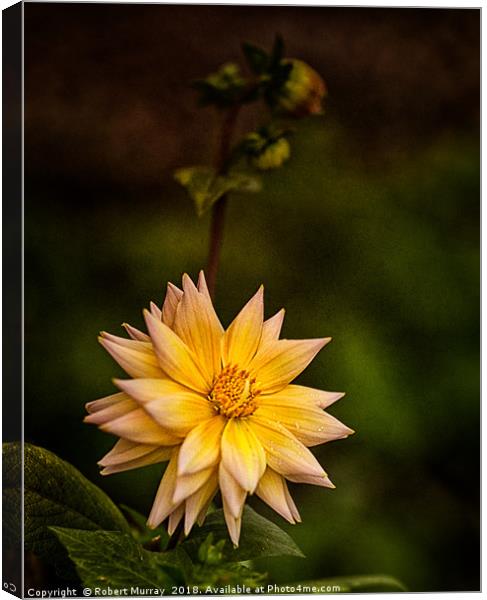 Orange Dahlia Canvas Print by Robert Murray