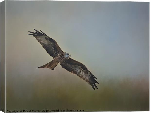 Red Kite2   Canvas Print by Robert Murray
