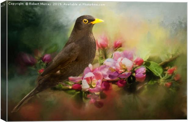 Blackbird with Apple Blossom Canvas Print by Robert Murray