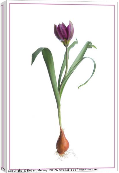 Red Species Tulip Botanical Canvas Print by Robert Murray