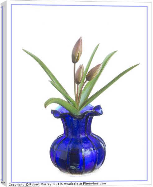 Tulip in an old blue vase Canvas Print by Robert Murray
