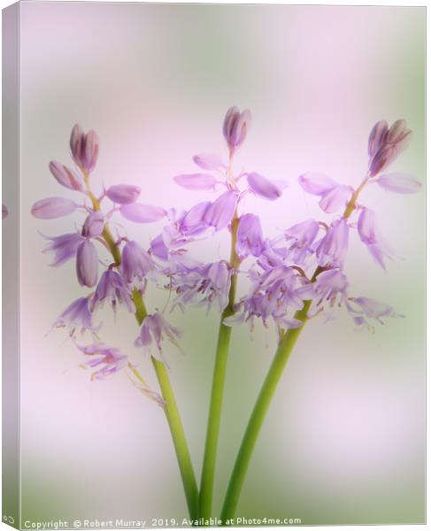 Pink Spanish Squill Canvas Print by Robert Murray