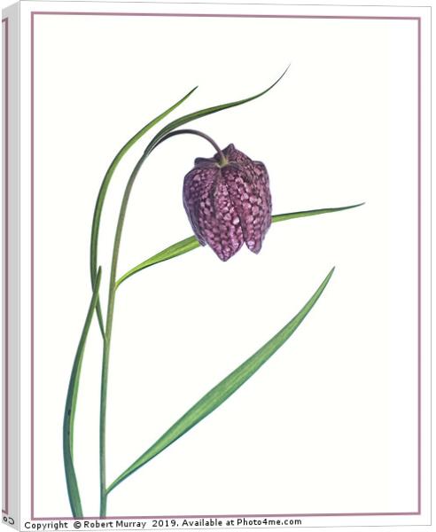 Snake Head Fritillary against white background Canvas Print by Robert Murray