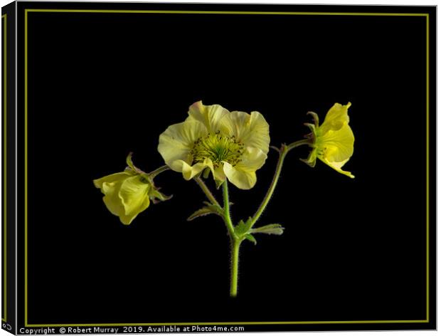 Geum flowers on black background Canvas Print by Robert Murray
