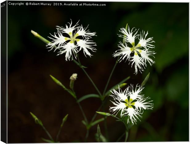 White Dianthus hybridus Flowers Canvas Print by Robert Murray