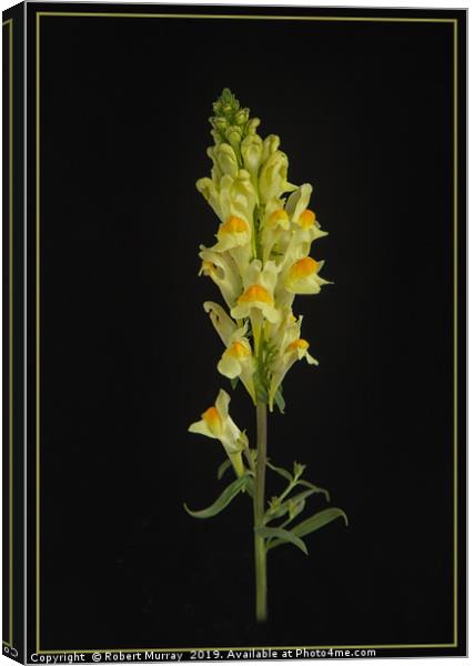 Toadflax Canvas Print by Robert Murray