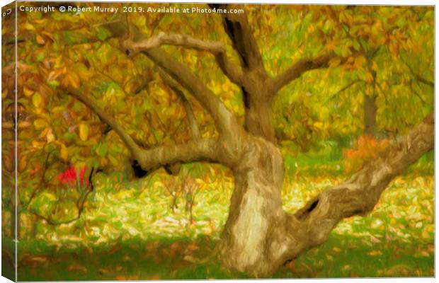 Gnarled Tree in Autumn Canvas Print by Robert Murray