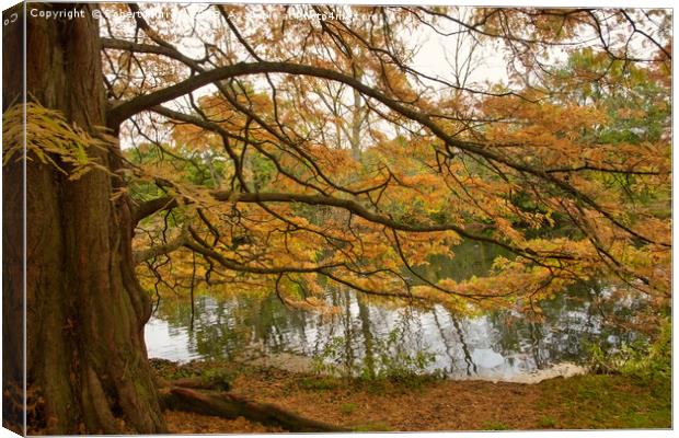  Autumn Colour Canvas Print by Robert Murray