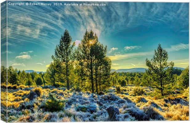 Winter sunshine on a frosty Abernethy forest Canvas Print by Robert Murray