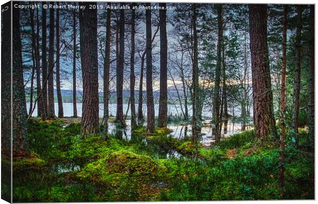 Flooding into the forest Canvas Print by Robert Murray