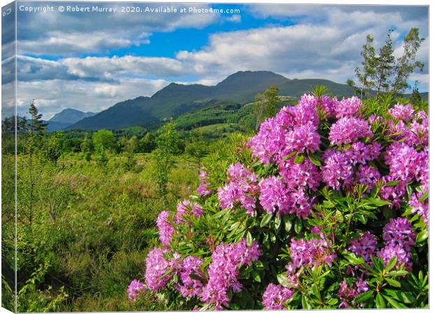 Rhododendrons on West Highland Way Canvas Print by Robert Murray