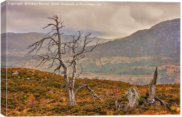 Dead Trees in the Highlands Canvas Print by Robert Murray