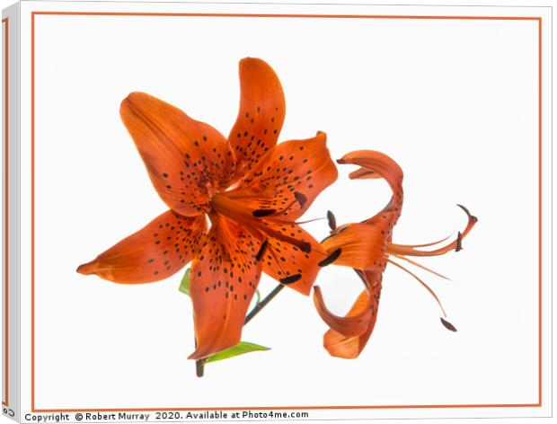 Tiger Lily Canvas Print by Robert Murray