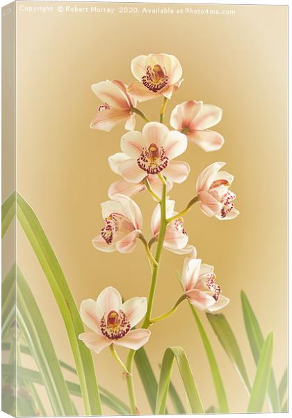 Cymbidium Orchid Canvas Print by Robert Murray