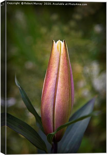 Oriental Lily Bud Canvas Print by Robert Murray