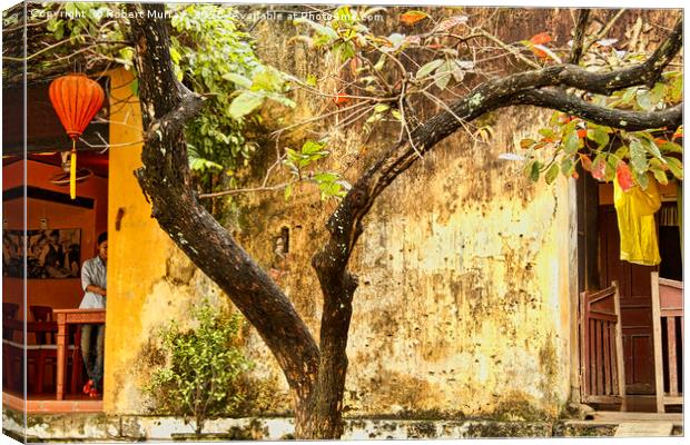 Tree bark and painted wall textures Canvas Print by Robert Murray