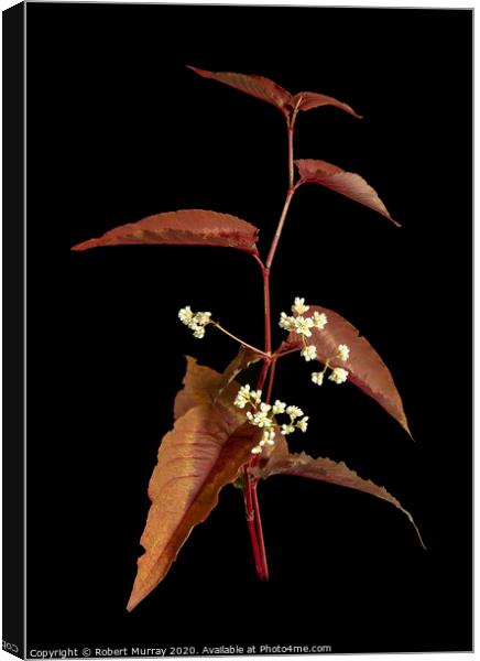 Persicaria leaves and flowers Canvas Print by Robert Murray