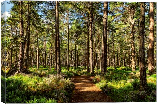 Sunny path in the Abernethy Forest 2 Canvas Print by Robert Murray