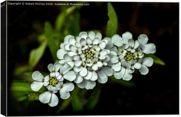 White Candytuft Canvas Print by Robert Murray