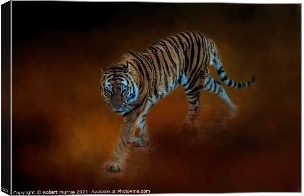 Amur Tiger Canvas Print by Robert Murray
