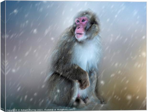 Japanese Macaque in Snow Canvas Print by Robert Murray