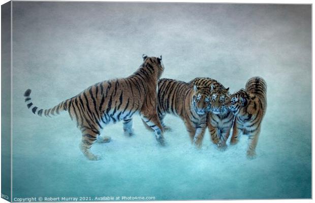 Amur Tiger Family Canvas Print by Robert Murray