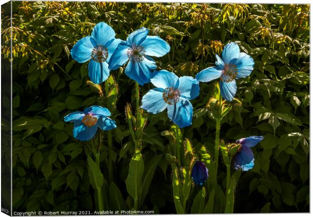 Hymalayan Blue Poppies Backlit Canvas Print by Robert Murray