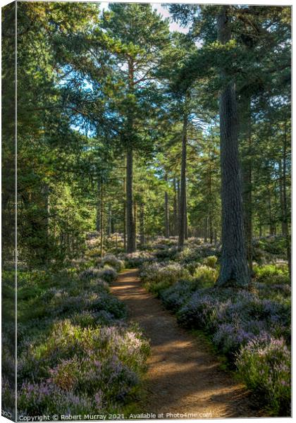 Autumn Walk in Abernethy Forest Canvas Print by Robert Murray