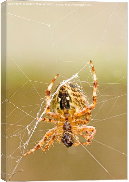 Close-up of a garden spider feeding on web. Canvas Print by Robert Murray