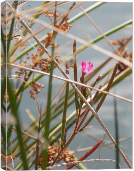 Little Pink Bloom Canvas Print by Helene  Newing